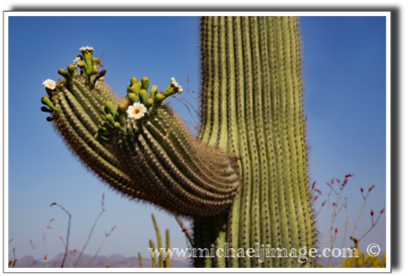 "saguaro flowers"
saguaro national park